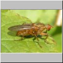 Scatophaga sp - Dungfliege 01f.jpg